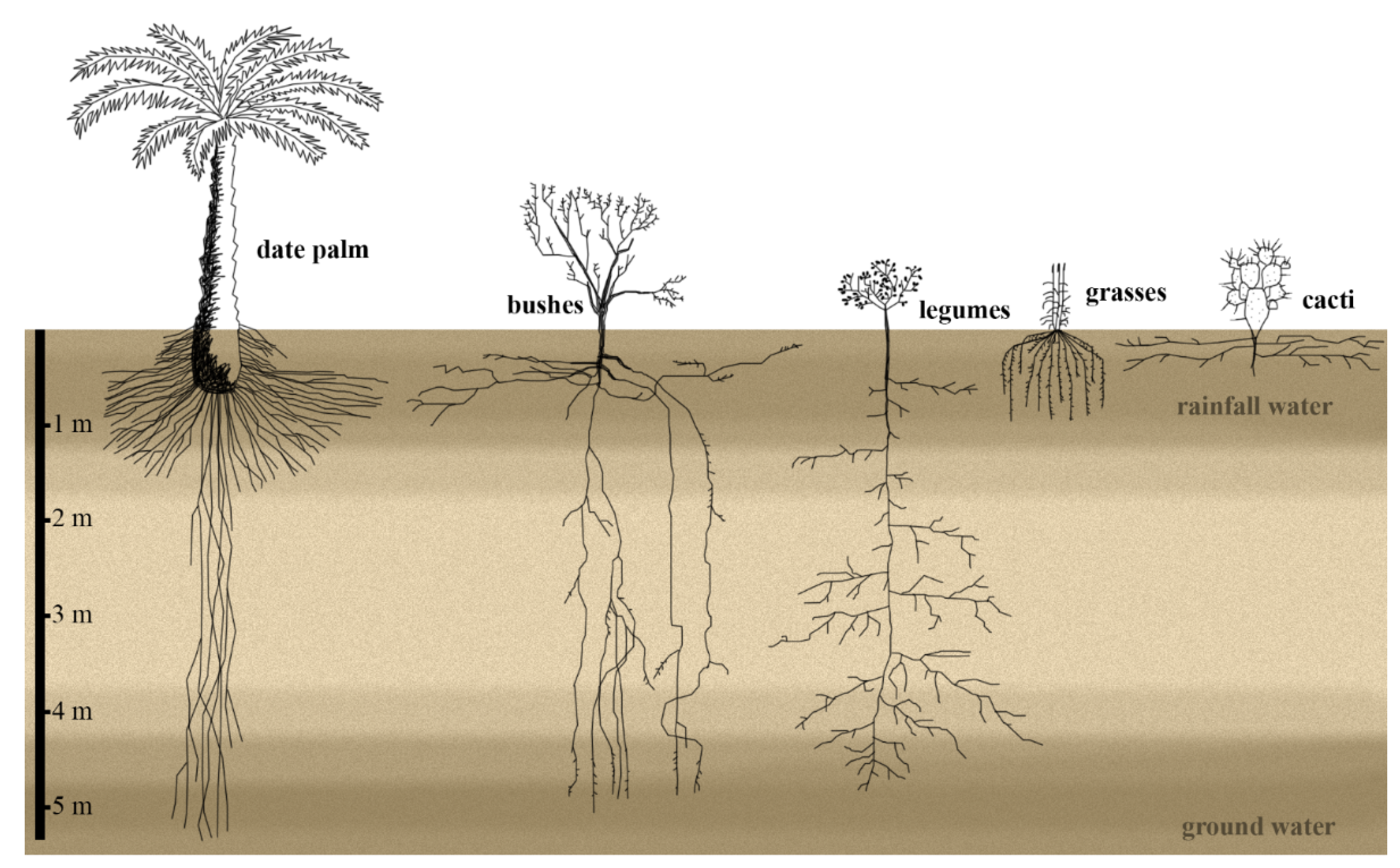 Genes | Free Full-Text | Rooting in the Desert: A Developmental Overview on Desert  Plants