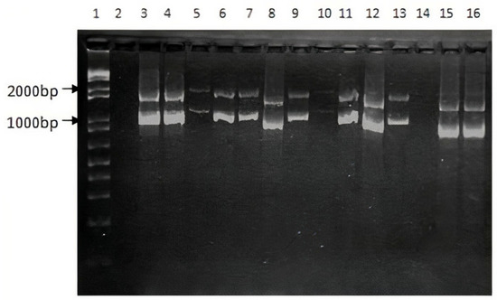 Genes | Free Full-Text | Genetic and Bioinformatic Strategies to ...