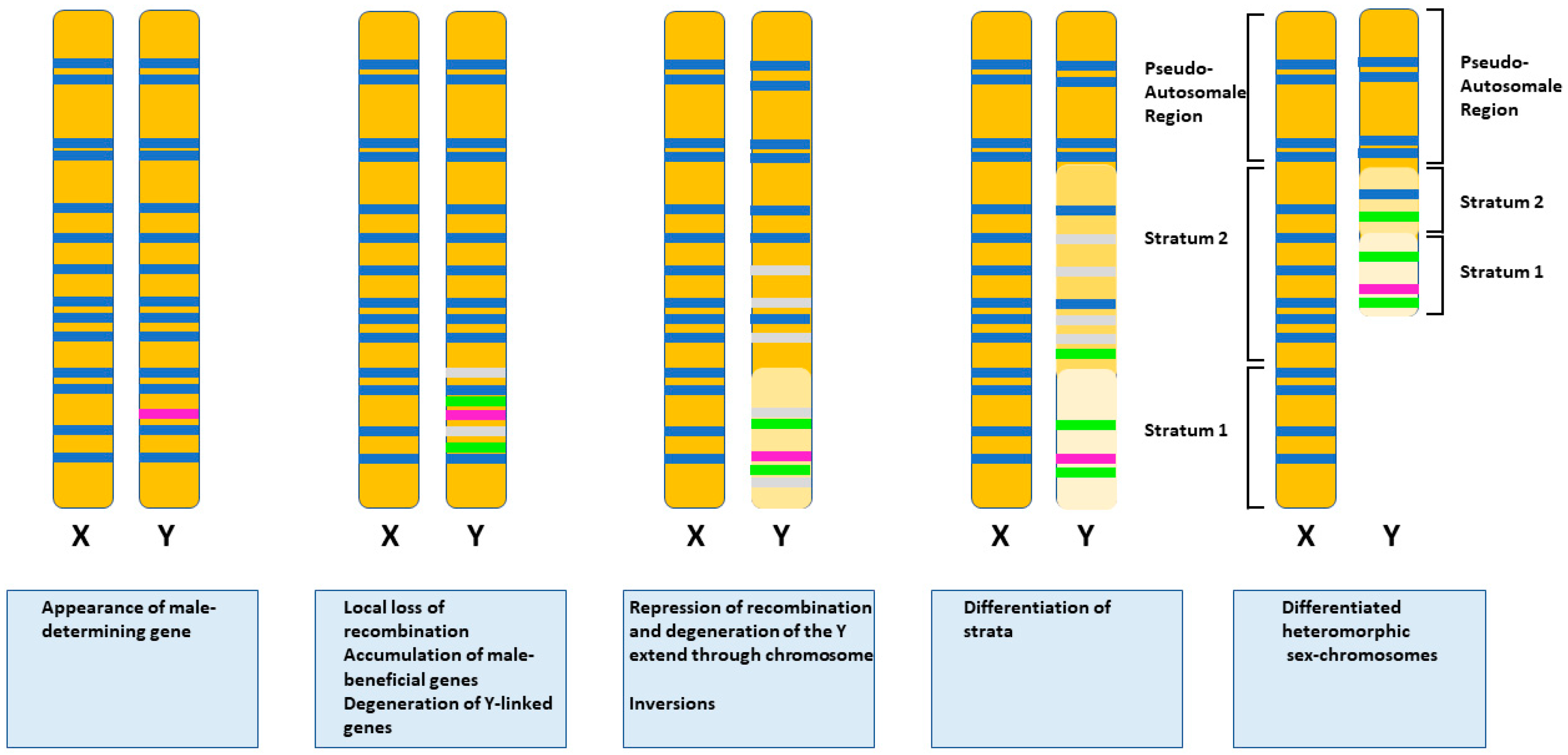 Genes Free Full-Text Sex Chromosomes and Master Sex-Determining Genes in Turtles and Other Reptiles image image
