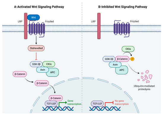 Genes | Free Full-Text | LRP6 Receptor Plays Essential Functions in ...