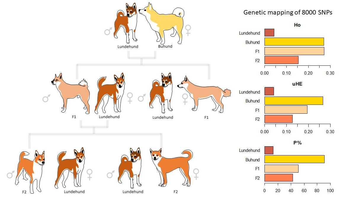 Genes | Free Full-Text | Genetic Rescue of the Highly Inbred Norwegian  Lundehund
