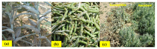 550px x 173px - Genes | Free Full-Text | Gene-Based Resistance to Erysiphe Species Causing  Powdery Mildew Disease in Peas (Pisum sativum L.)