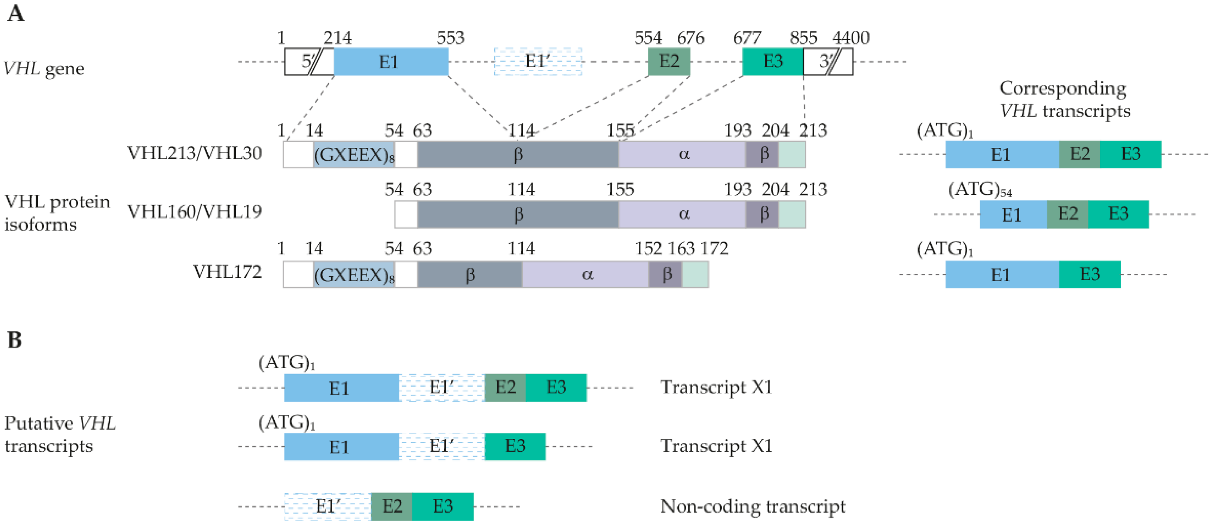 Genes | Free Full-Text | The Role of VHL in the Development of von  Hippel-Lindau Disease and Erythrocytosis