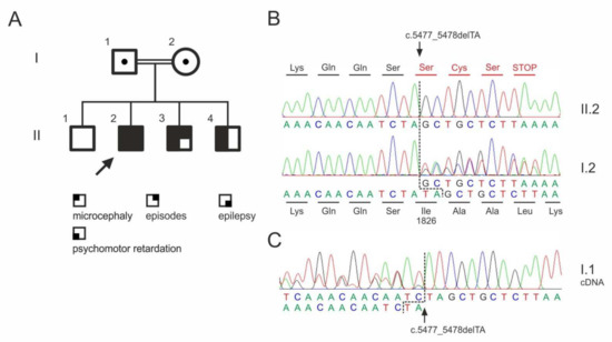 Genes | Free Full-Text | Large Phenotypic Variation of Individuals from ...