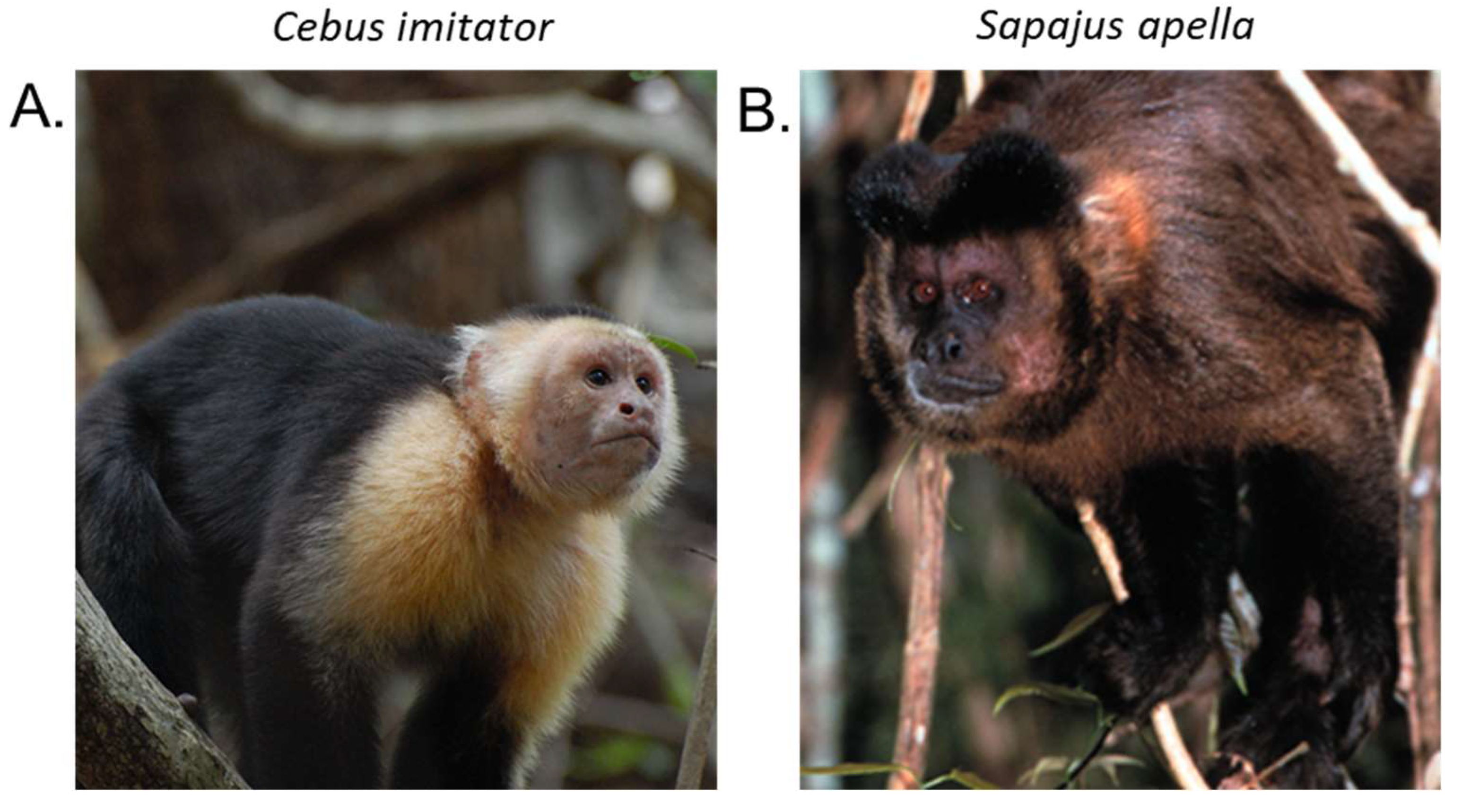 Capuchin Monkey, Our Animals