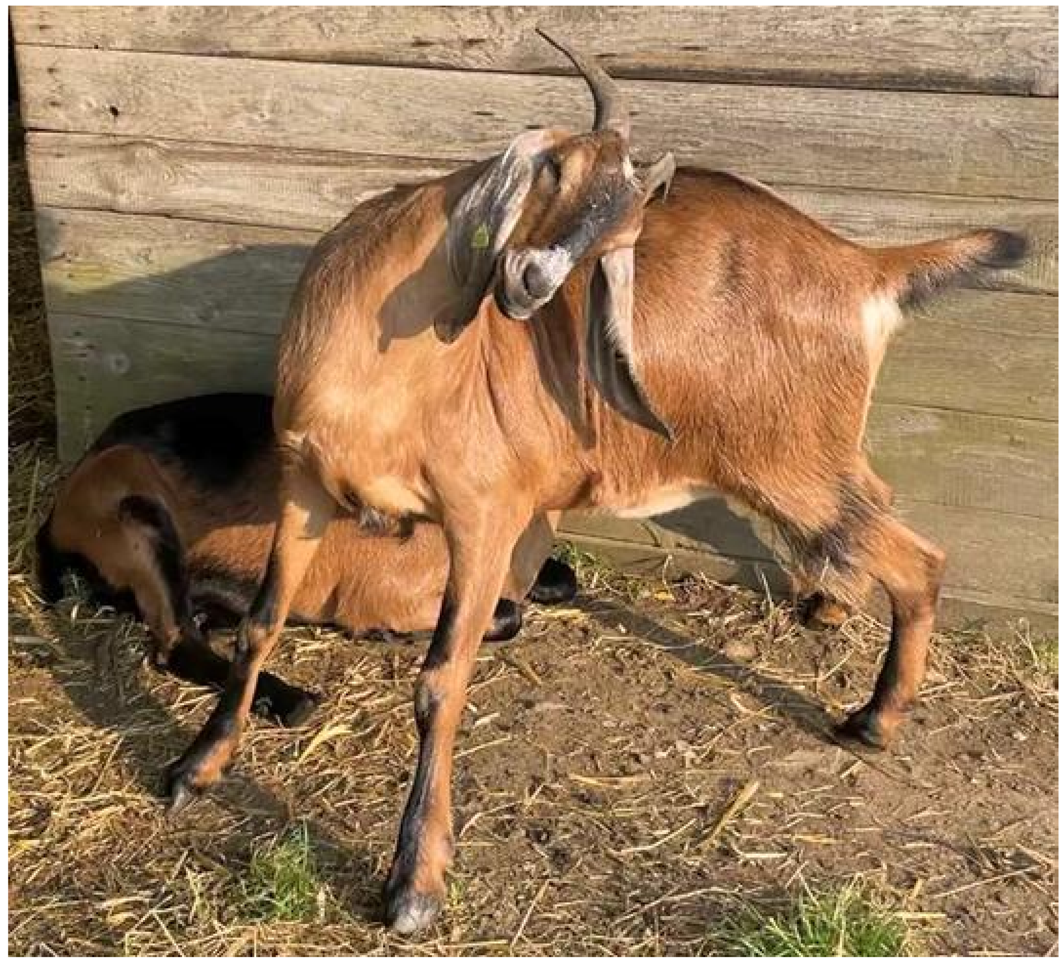 Genes | Free Full-Text | The Complex and Diverse Genetic Architecture of  the Absence of Horns (Polledness) in Domestic Ruminants, including Goats  and Sheep
