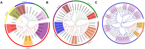 Genome-Wide Identification of m6A Writers, Erasers and Readers in ...