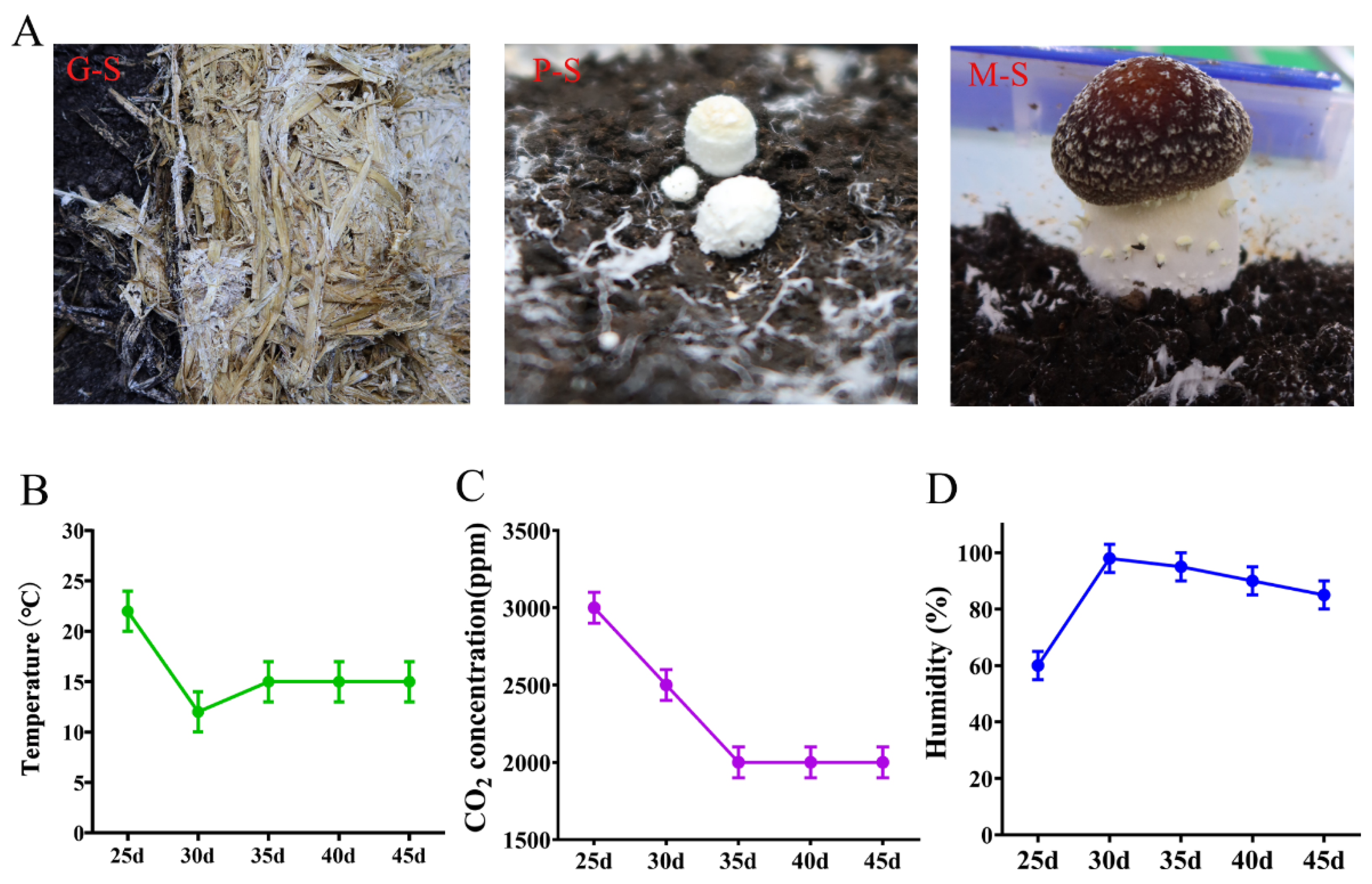 Medicinal Mushrooms: The Mycelium vs. Fruiting Body Dispute