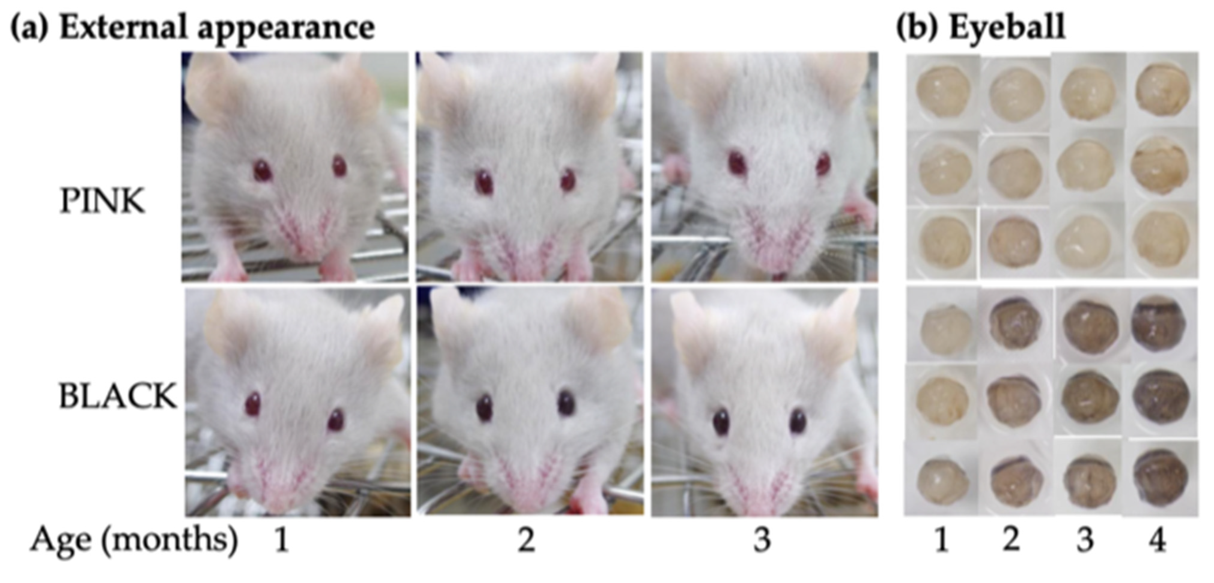 Correlation of ages of human and laboratory hamster in their