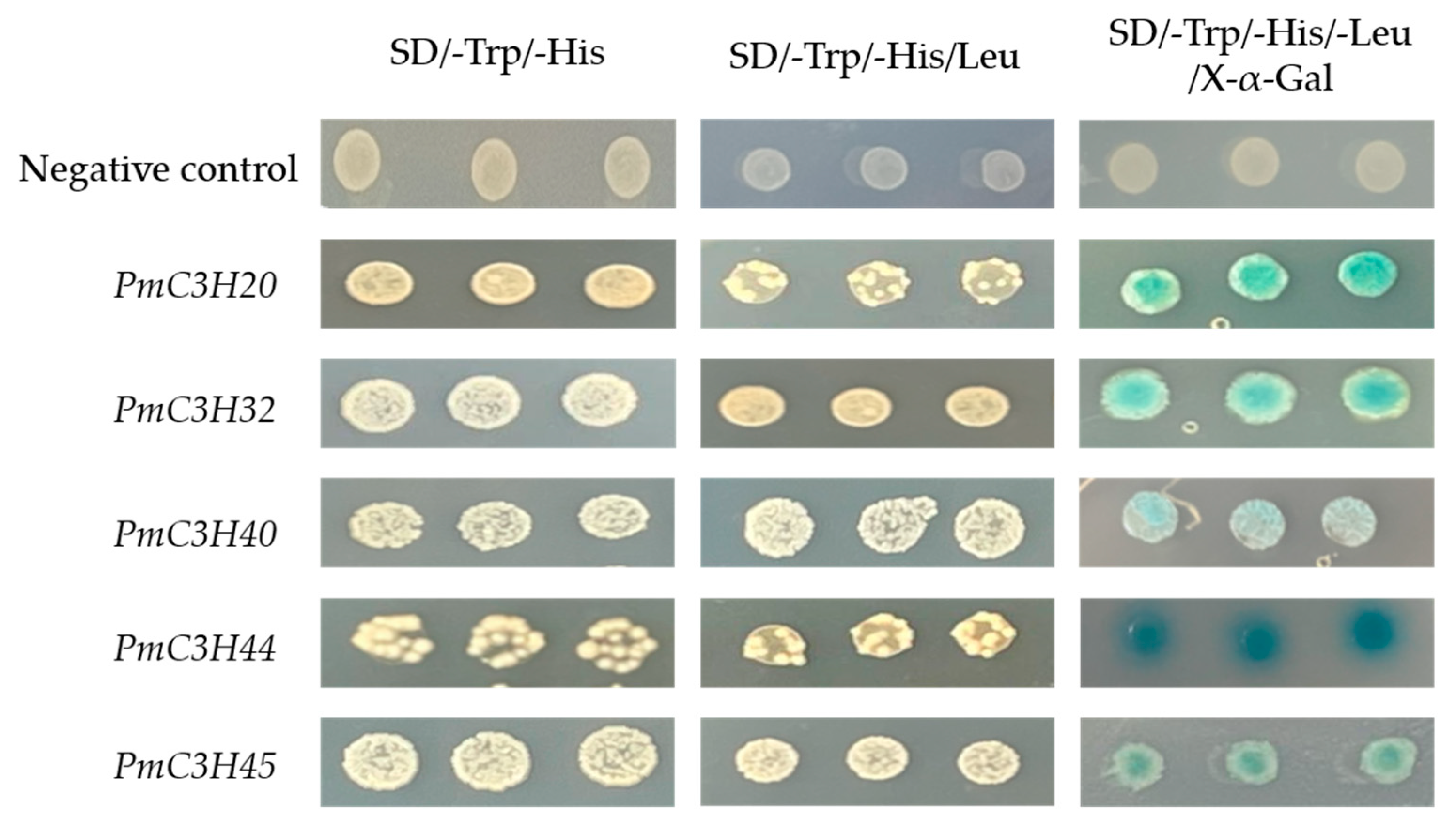 Genes | Free Full-Text | Transcriptome-Wide Identification Of CCCH-Type ...