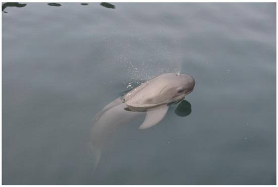 Neophocaena Sunameri Population Structure of Finless Porpoise (Neophocaena phocaenoides ...