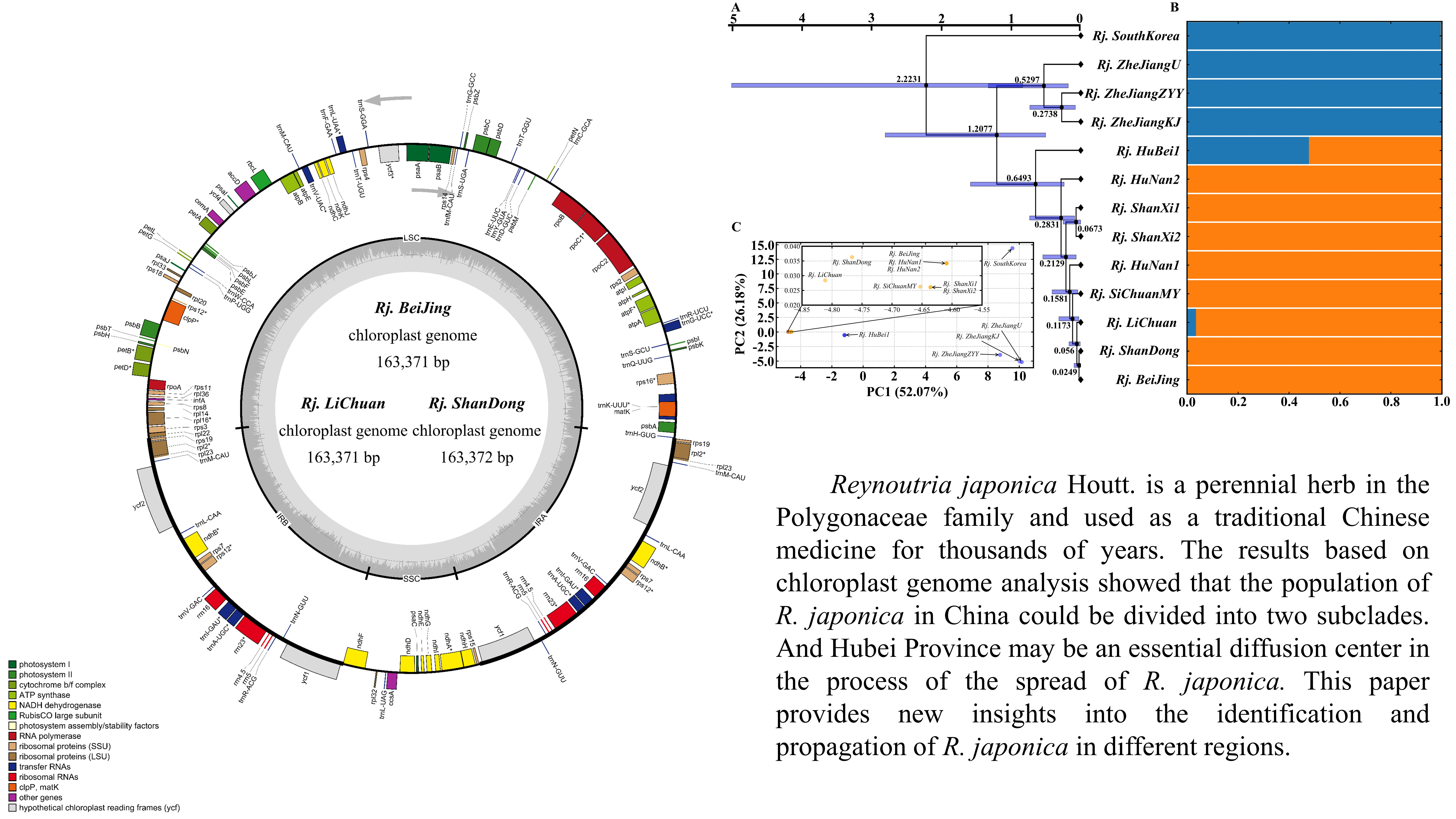 Genes | Free Full-Text | A Comparative Phylogenetic Analysis on 