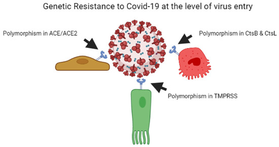 Genetic Variants and Protective Immunity against SARS-CoV-2