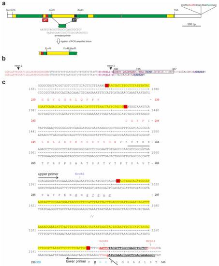 Genes | Free Full-Text | Genetic and Molecular Interactions between ...