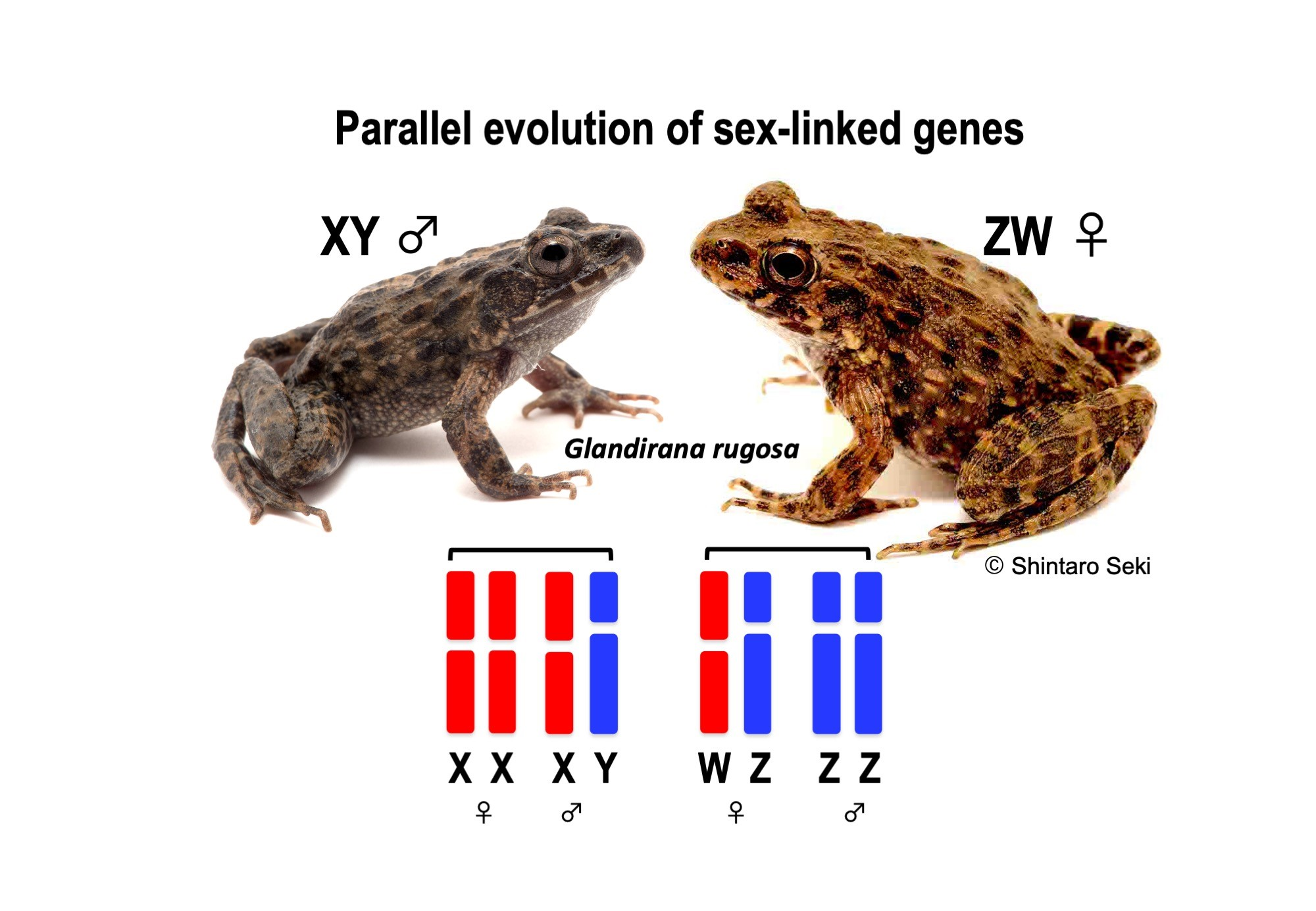 Genes | Free Full-Text | Parallel Evolution of Sex-Linked Genes across XX/XY  and ZZ/ZW Sex Chromosome Systems in the Frog Glandirana rugosa