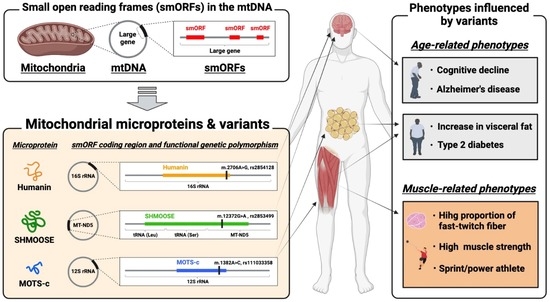 Genes | Free Full-Text | Novel Insights into Mitochondrial DNA 