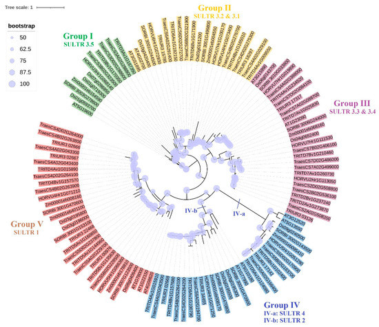 Genes | Free Full-Text | Insights into the Sulfate Transporter Gene ...