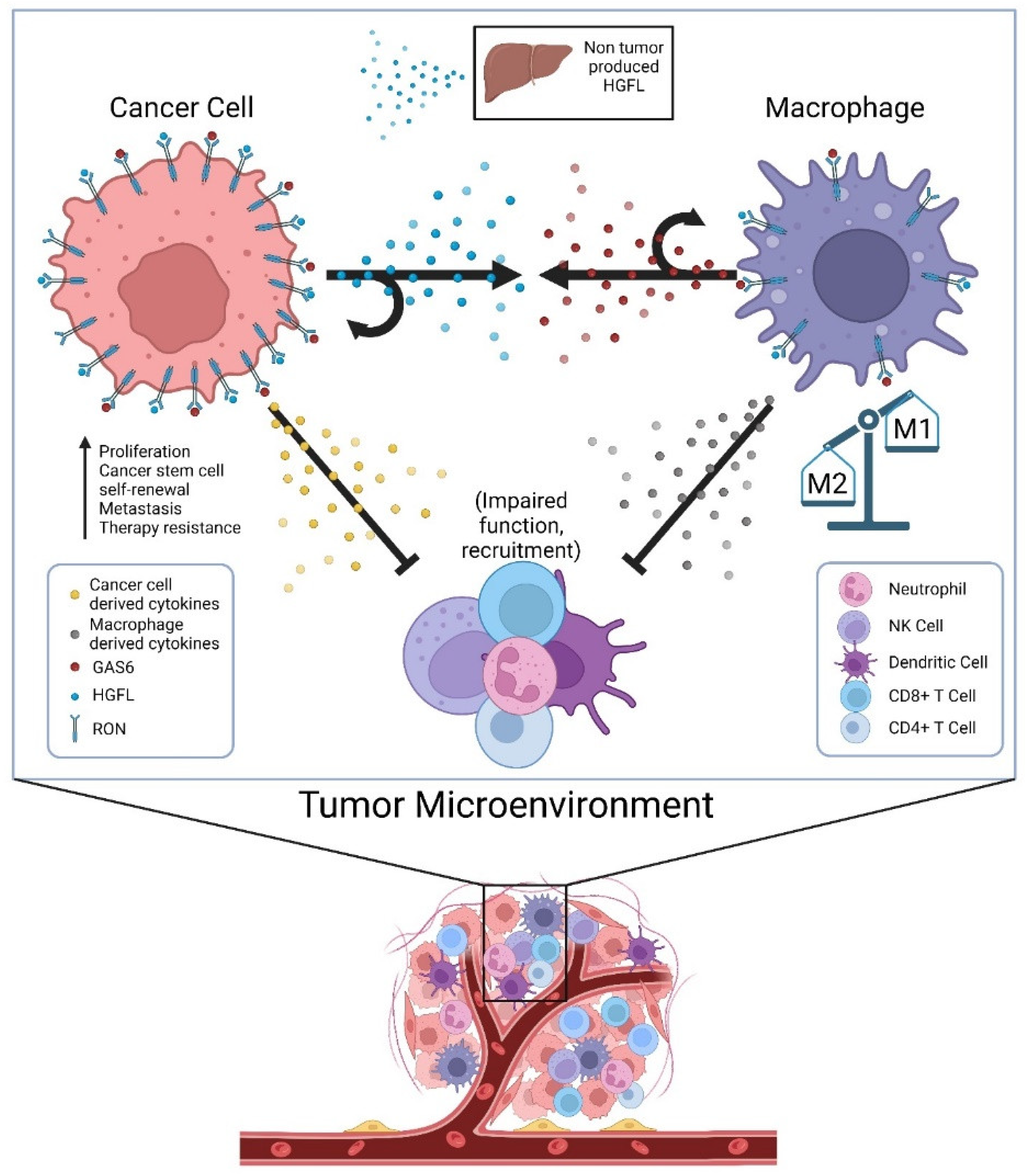 Genes | Free Full-Text | An Introduction and Overview of RON Receptor ...