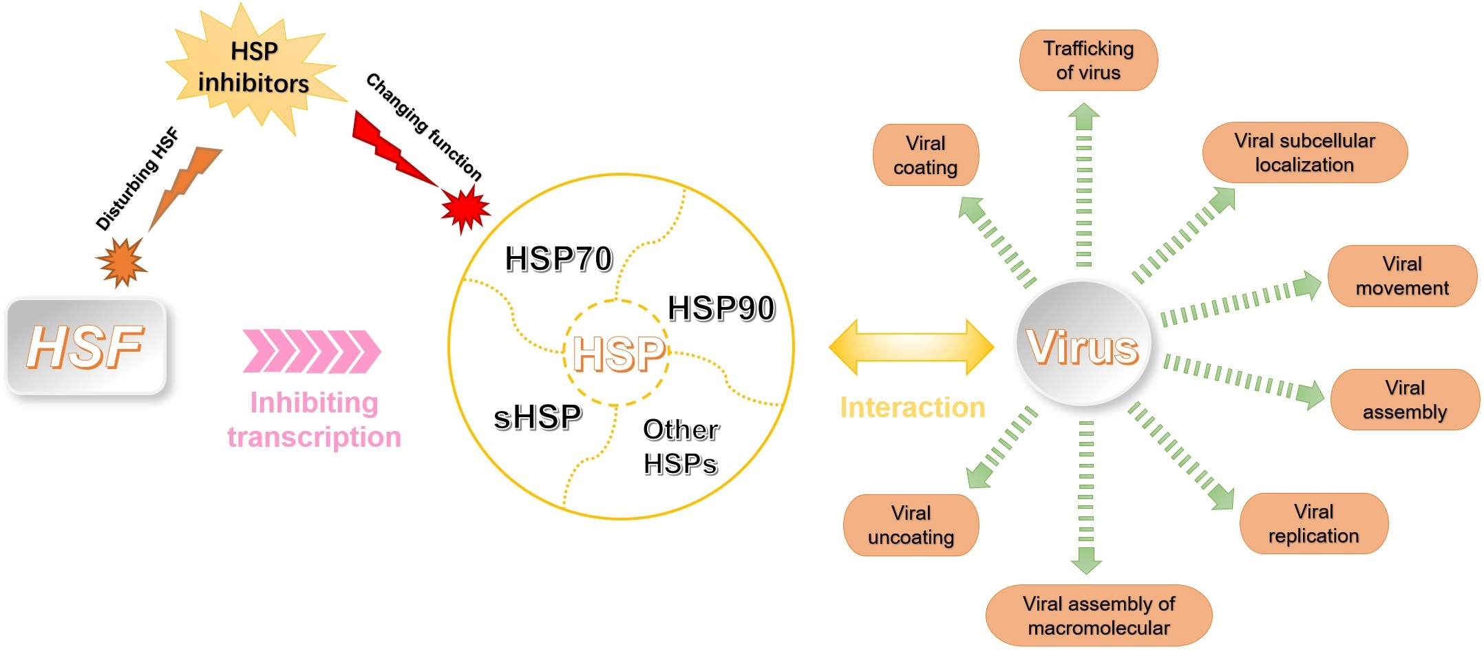 Oncolytic Virus Disrupts Immune-Blocking Protein - NCI