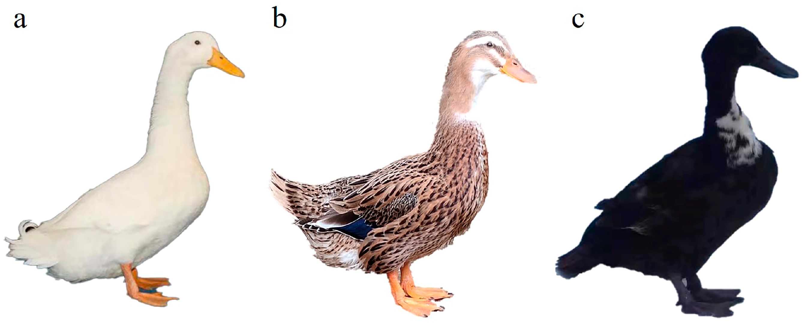 MY DUCK IS EVOLVING!? - Duck Life 3: Evolution 