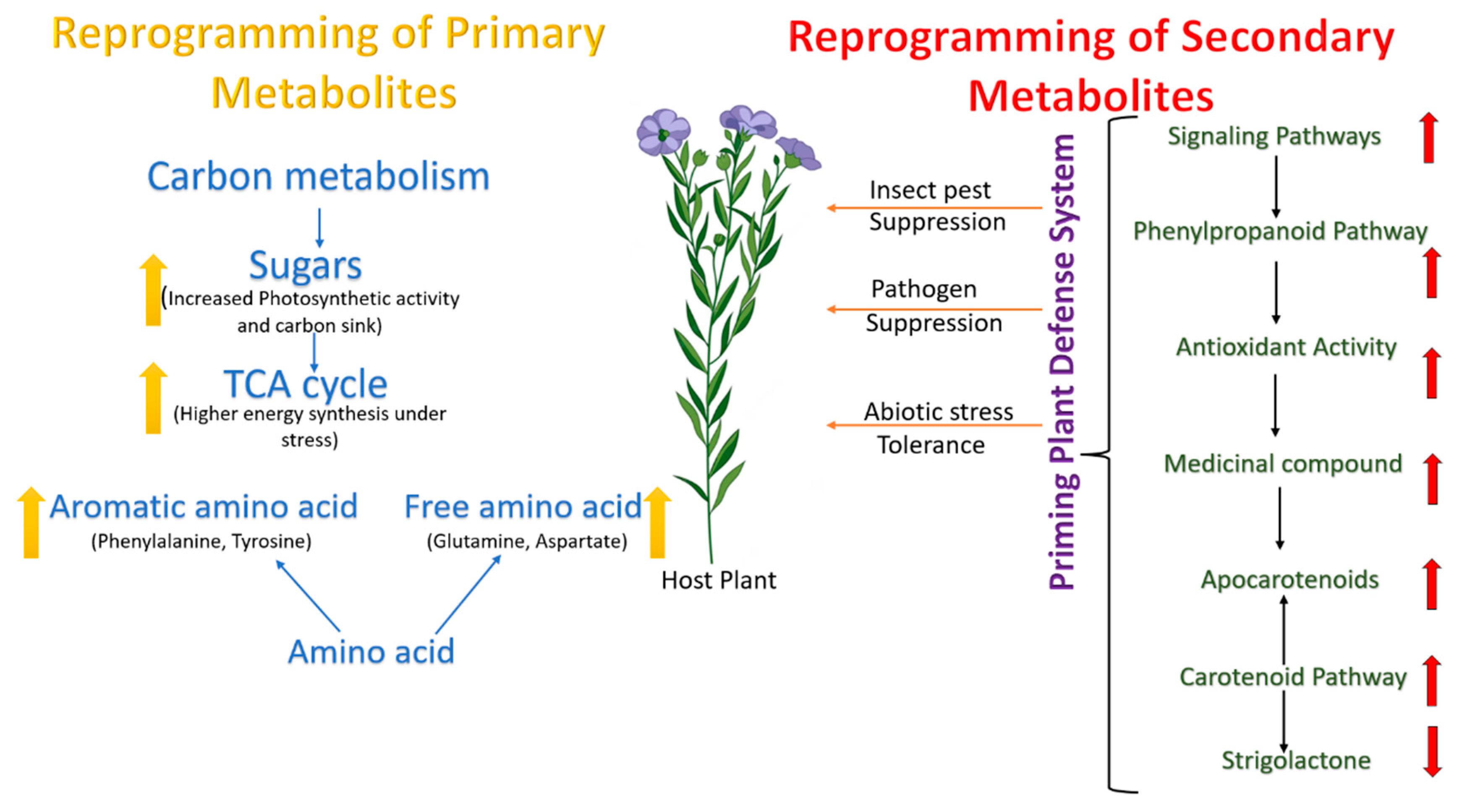 Genes Free Full-Text Molecular Advances to Combat Different Biotic and Abiotic Stresses in Linseed (Linum usitatissimum L.) A Comprehensive Review picture