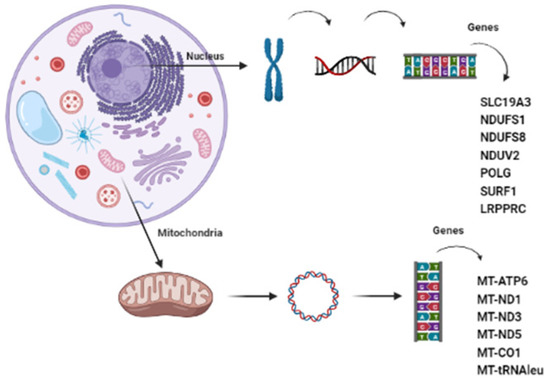 Genes | Free Full-Text | Leigh Syndrome Spectrum: A Portuguese ...