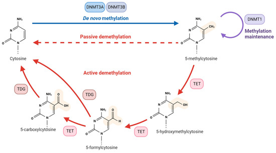 Genes Free Full Text A DNA Methylation Perspective On Infertility   Genes 14 02132 G001 550 