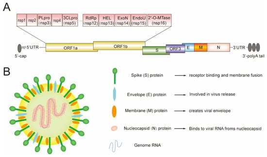 Genes Free Full Text A Comprehensive View On The Protein Functions   Genes 15 00165 G001 550 