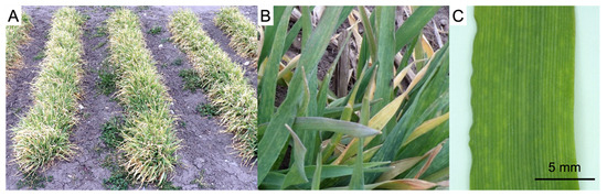 Genes | Free Full-Text | Identification of Barley yellow mosaic virus ...