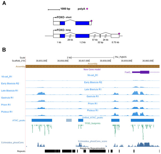 Genes | Free Full-Text | Gene, Protein, and in Silico Analyses of FoxO ...