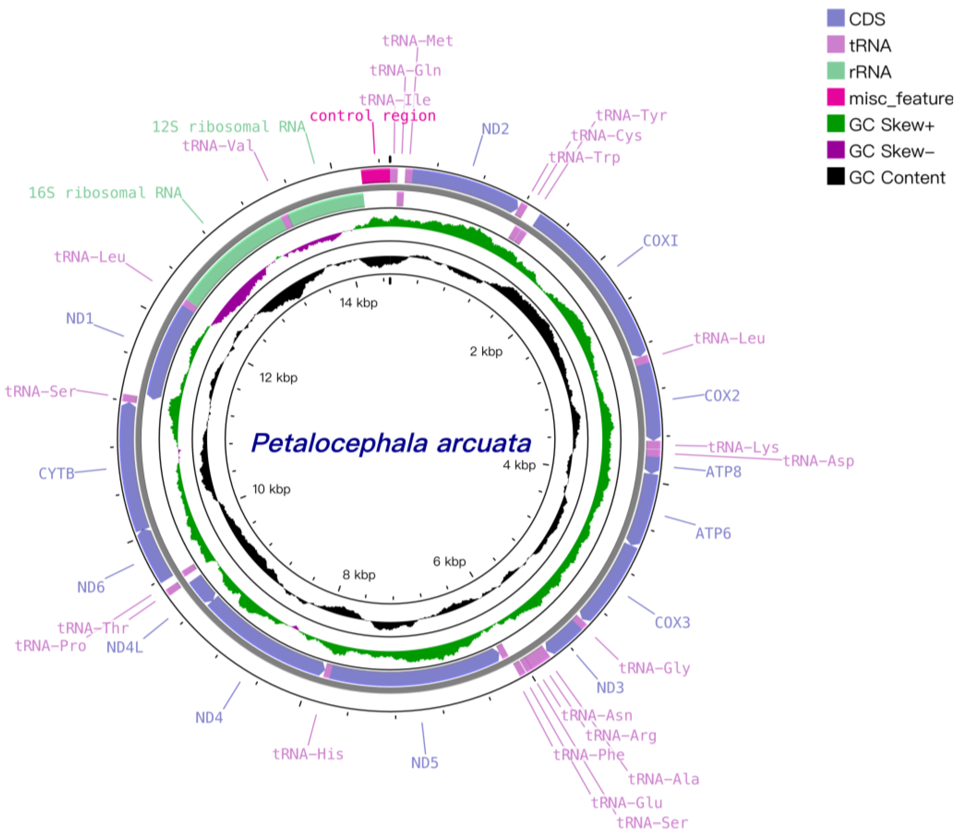 ELF3 promotes gemcitabine resistance through PKMYT1/CDK1