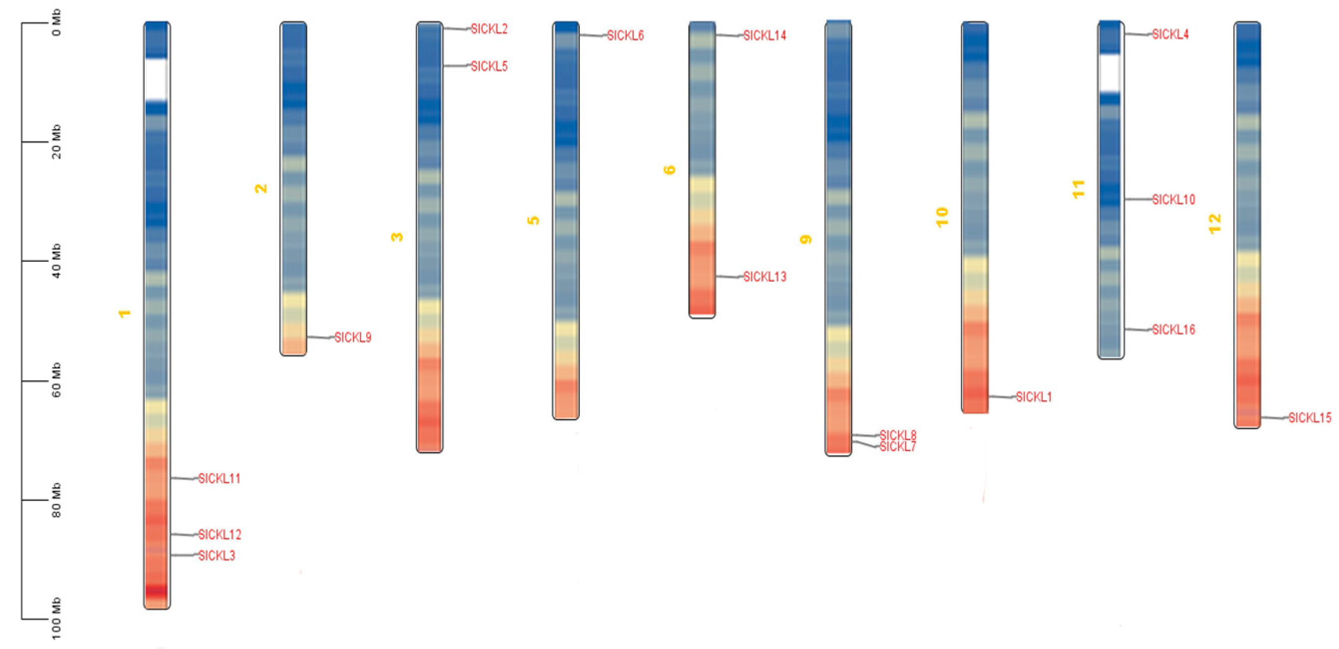 Identification of Solanum lycopersicum L. Casein Kinase I