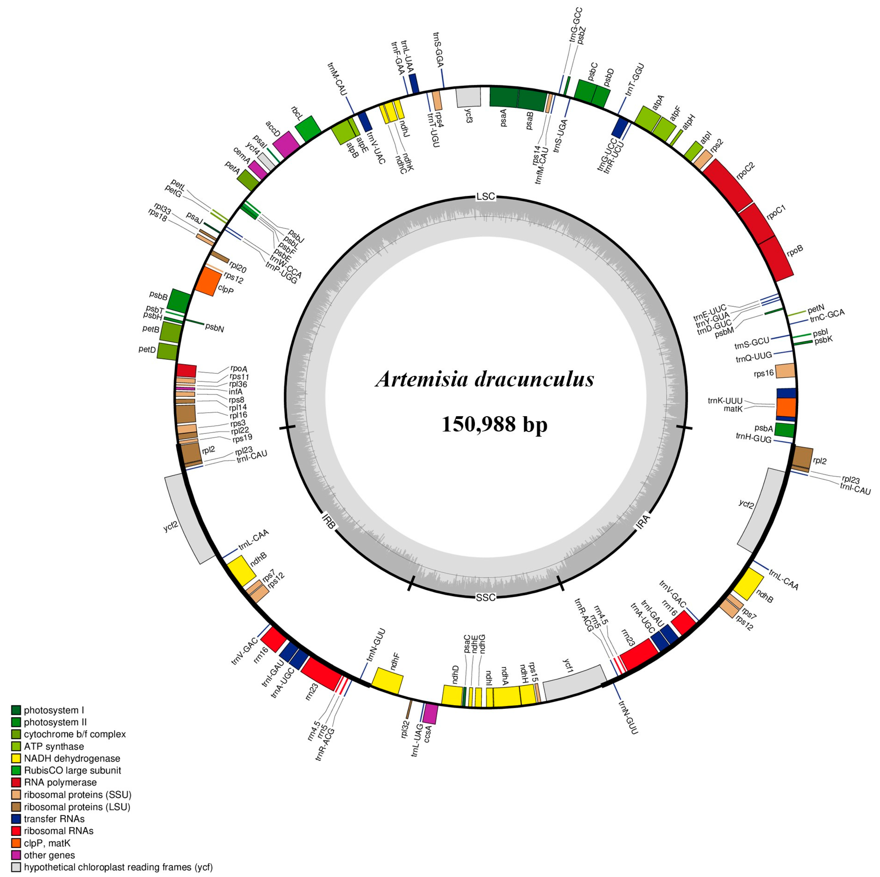 Comparative Analysis of Artemisia Plastomes, with Implications for