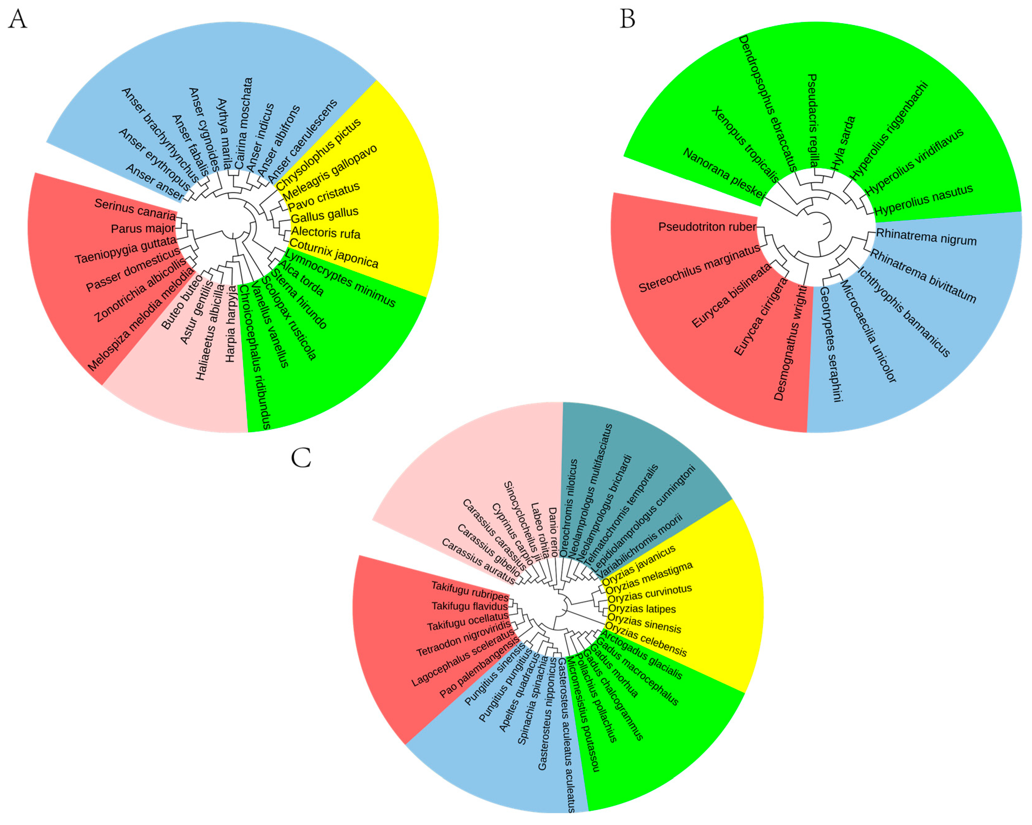 Construction of Phylogenetic Relationships Based on 8-mer Spectra ...