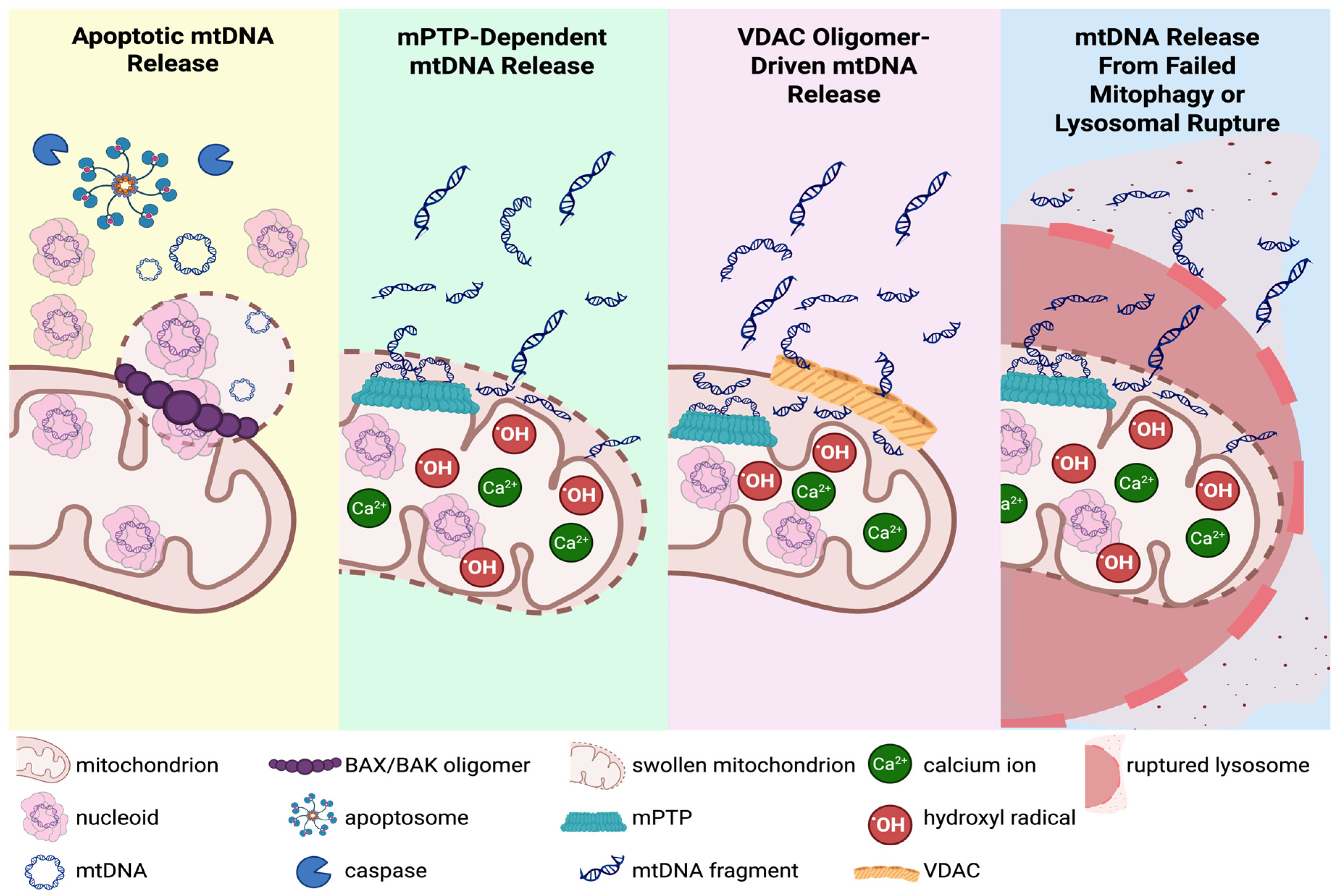 Mitochondrial DNA Instability and Neuroinflammation: Connecting the ...