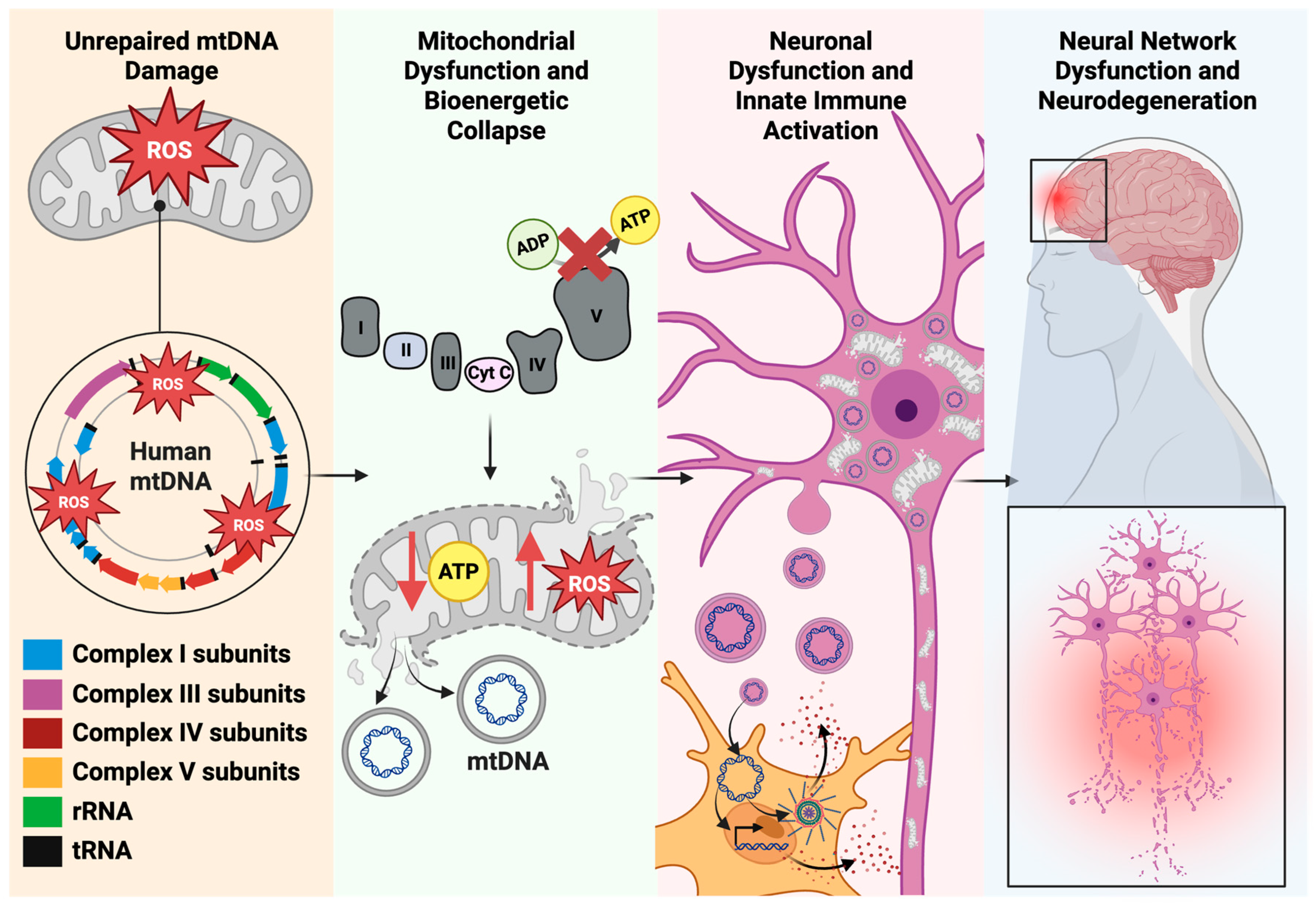 Mitochondrial DNA Instability and Neuroinflammation: Connecting the ...