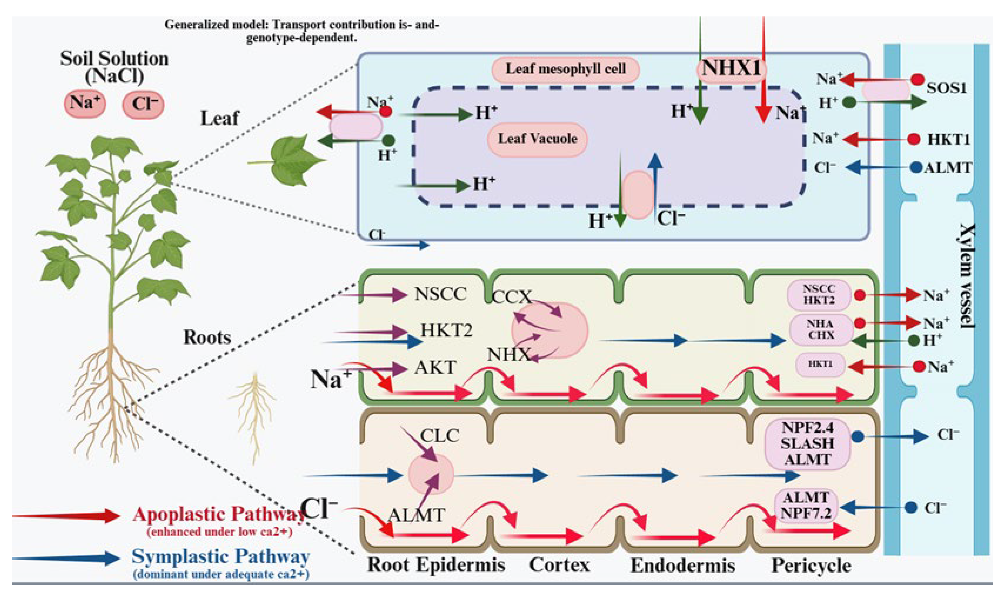 Plant Adaptation to Salinity: Physiological Pathways and Prospects for ...