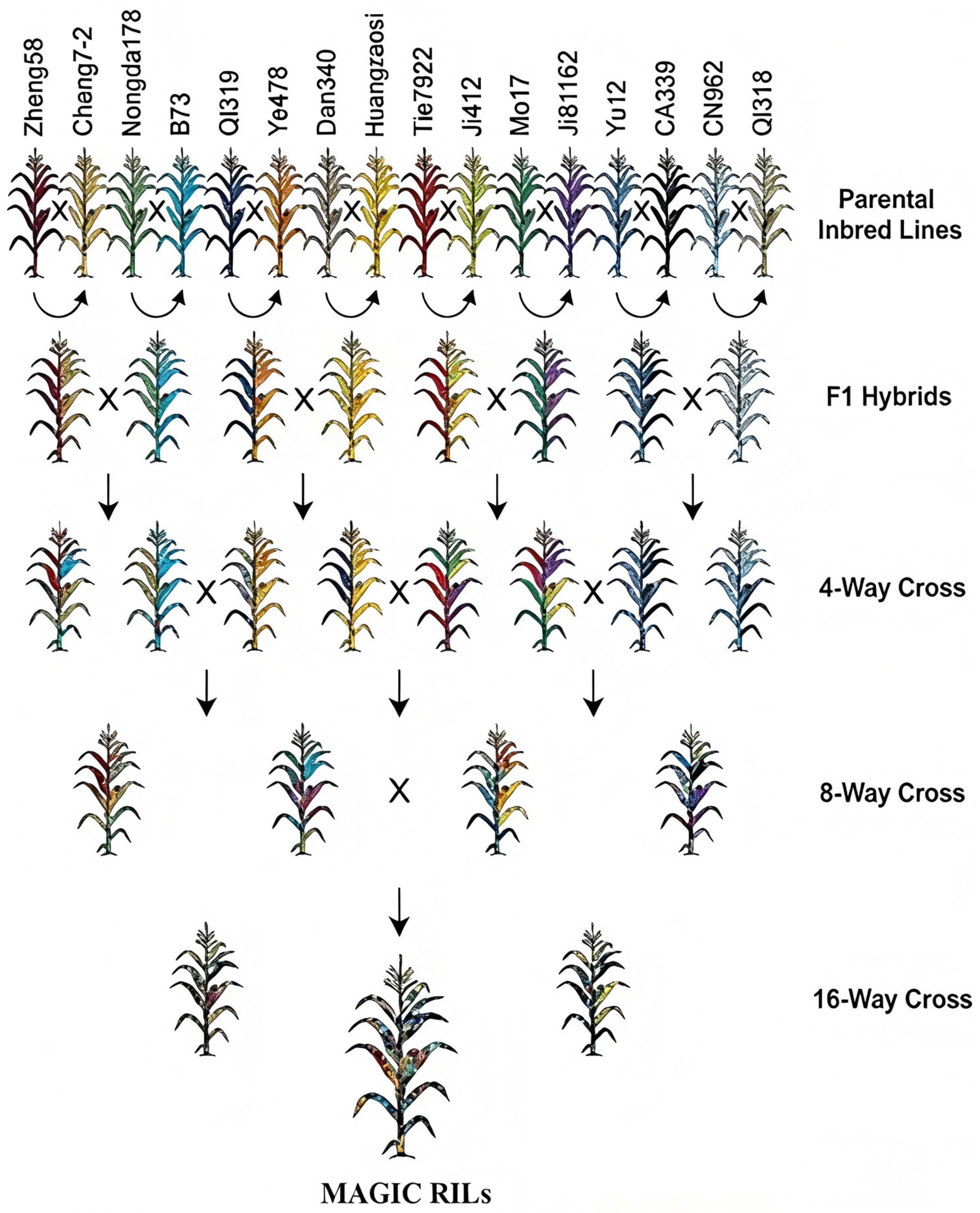 Dissection of the Genetic Basis of Maize Plant Architecture and ...
