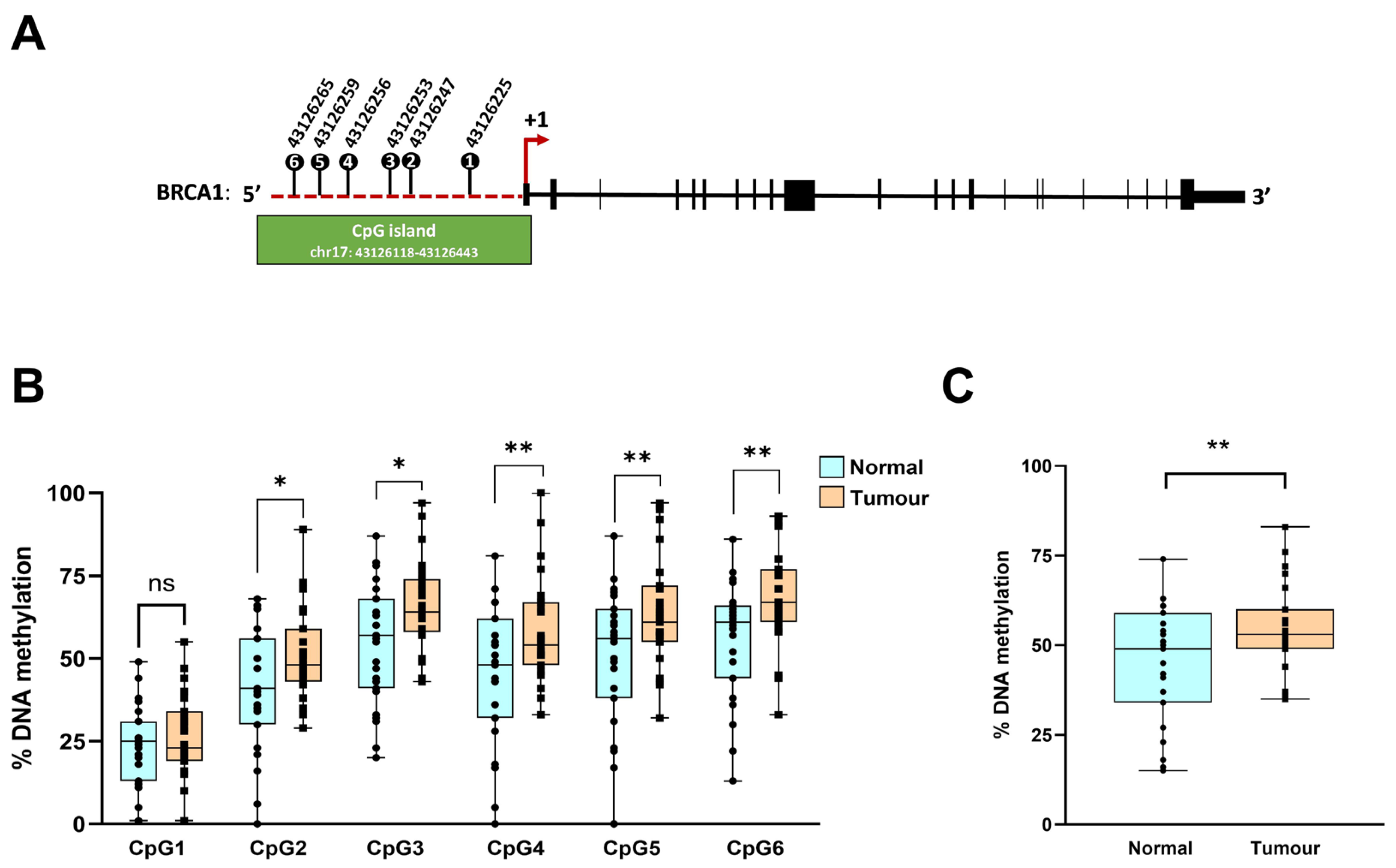 BRCA1 Promoter CpG Methylation in Breast Cancer: A Pilot Study in ...