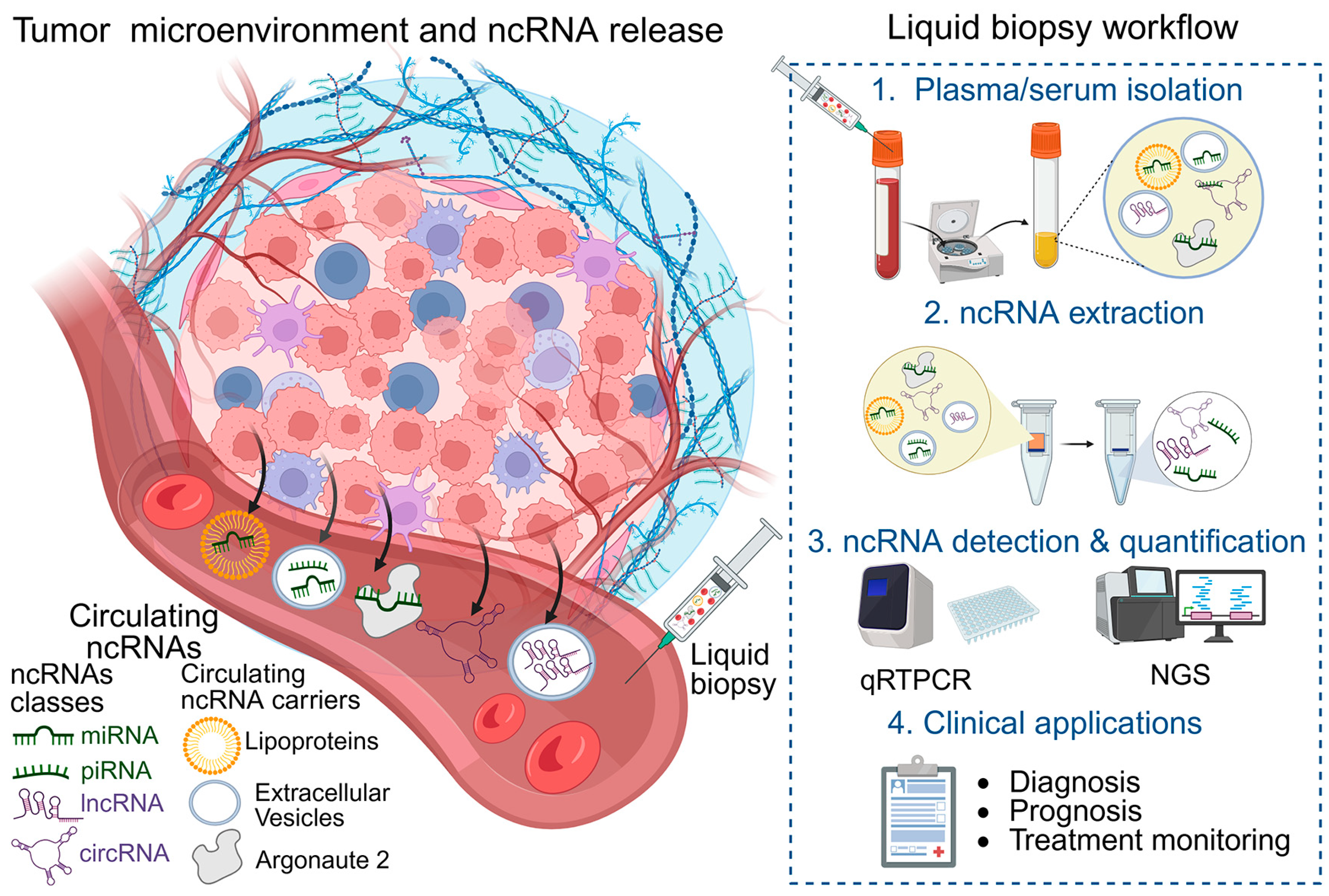 Non-Coding RNAs in Cancer: Decoding Regulatory Networks for Liquid ...