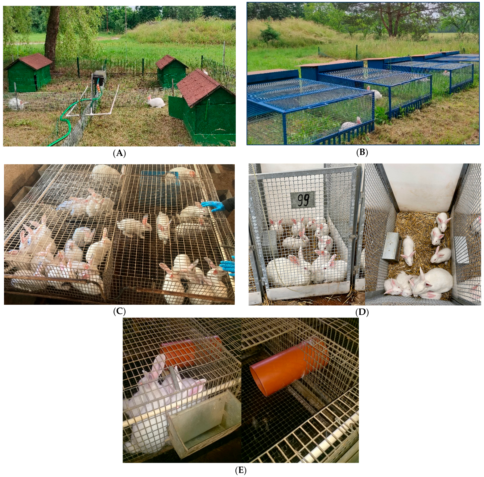 Differential Effects of Five Rearing Systems on Immune-Related Gene ...