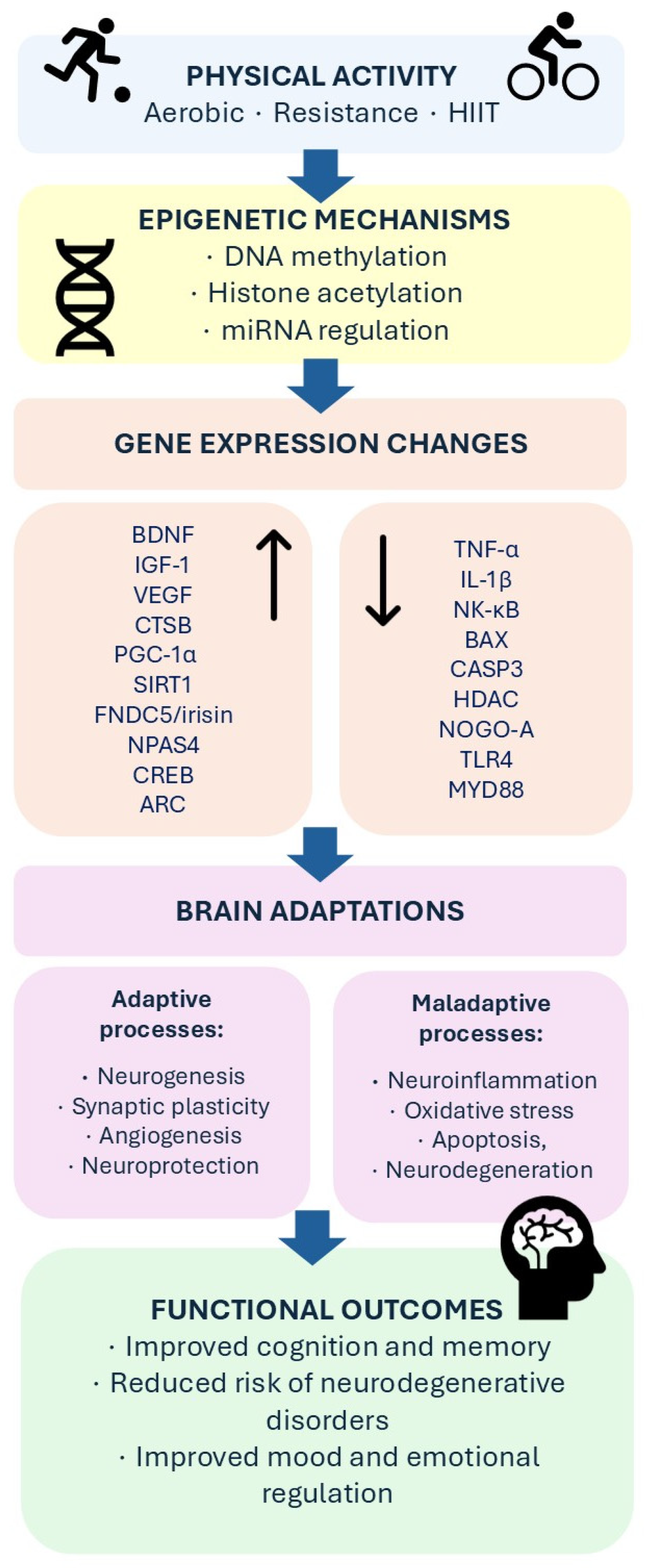 Epigenetic and Neurogenomic Mechanisms Linking Physical Activity to ...