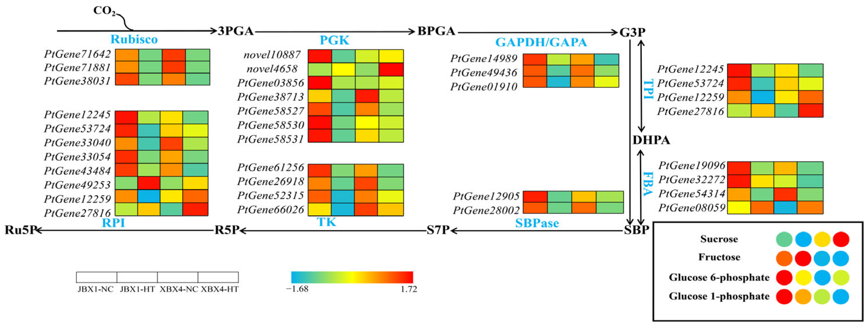 Integrated Metabolomic and Transcriptomic Analyses Reveal the ...