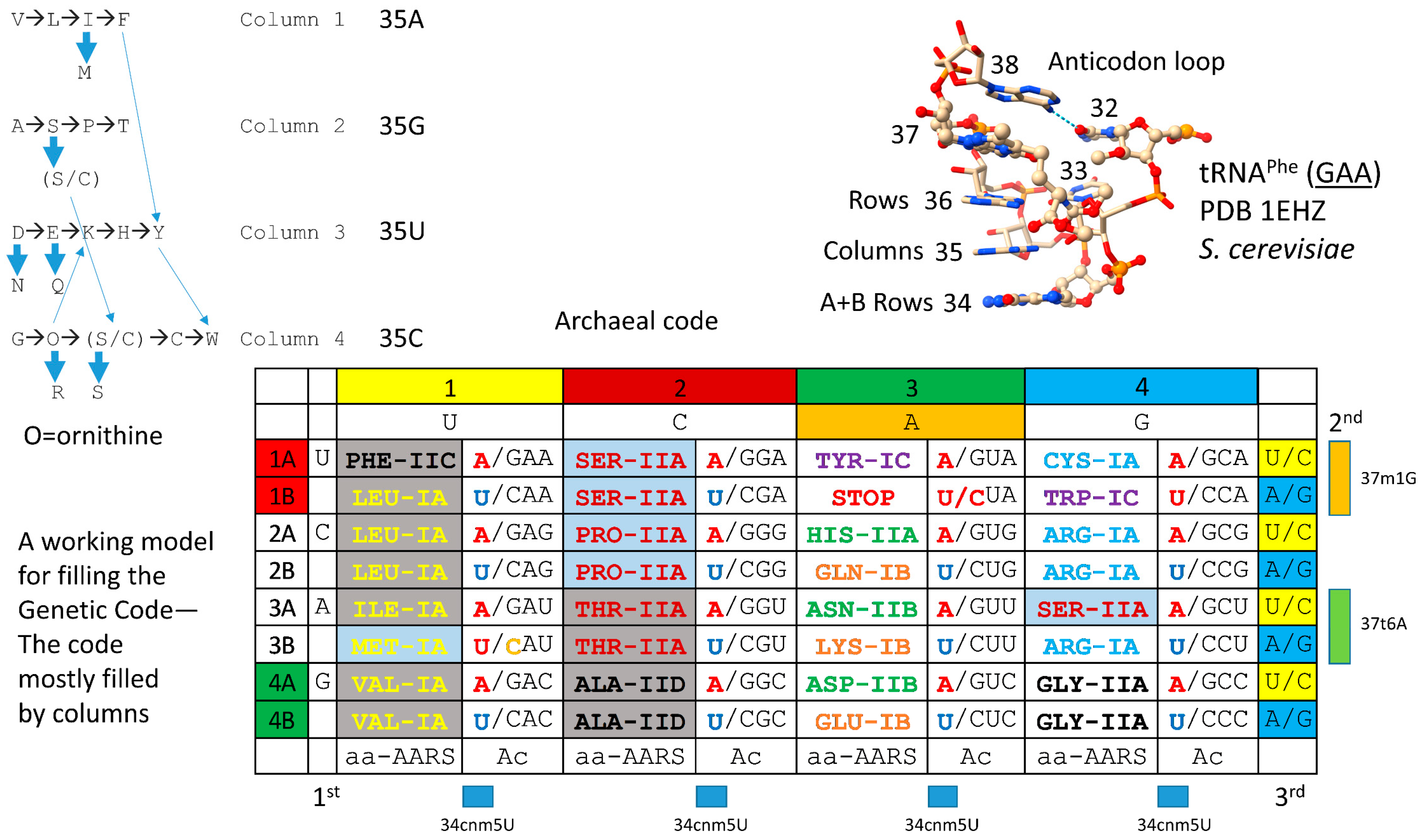 The Evolution of the First Code