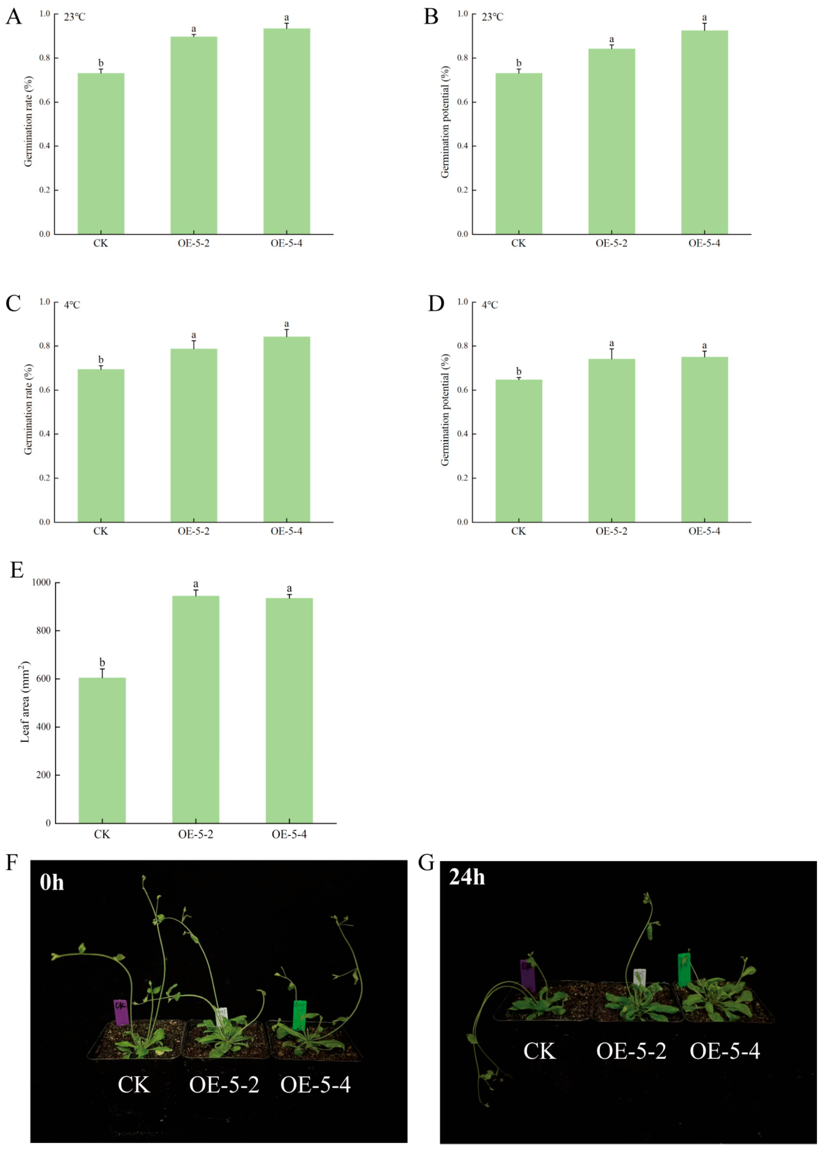 Overexpression of an Alfalfa Gene, MsCKX5, Confers Cold Tolerance in ...