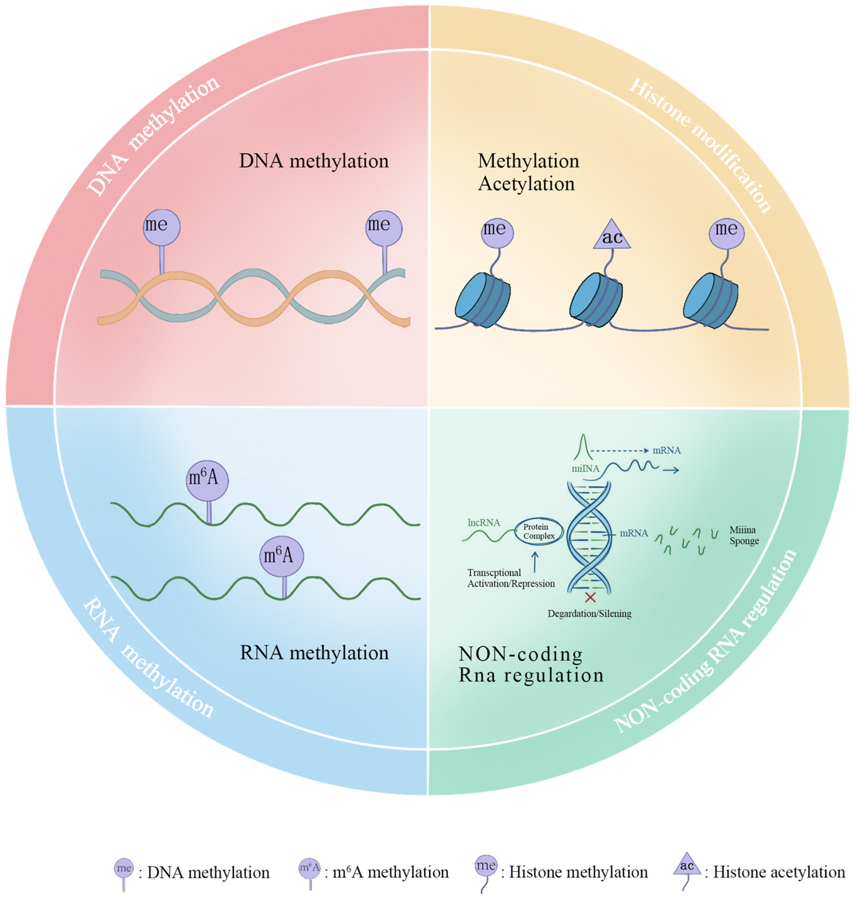 Histone Modifications: Decoding the Epigenetic Basis of Economic Traits ...