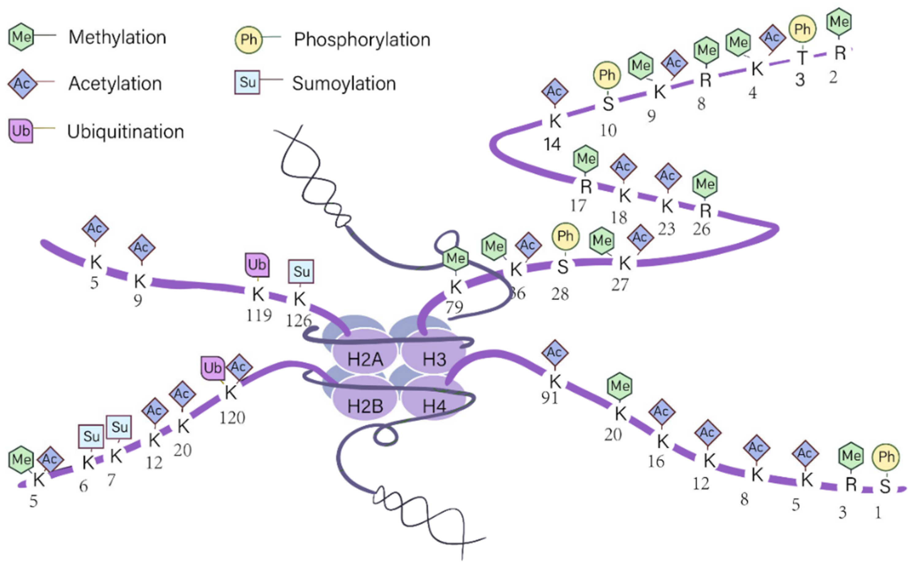 Histone Modifications: Decoding the Epigenetic Basis of Economic Traits ...