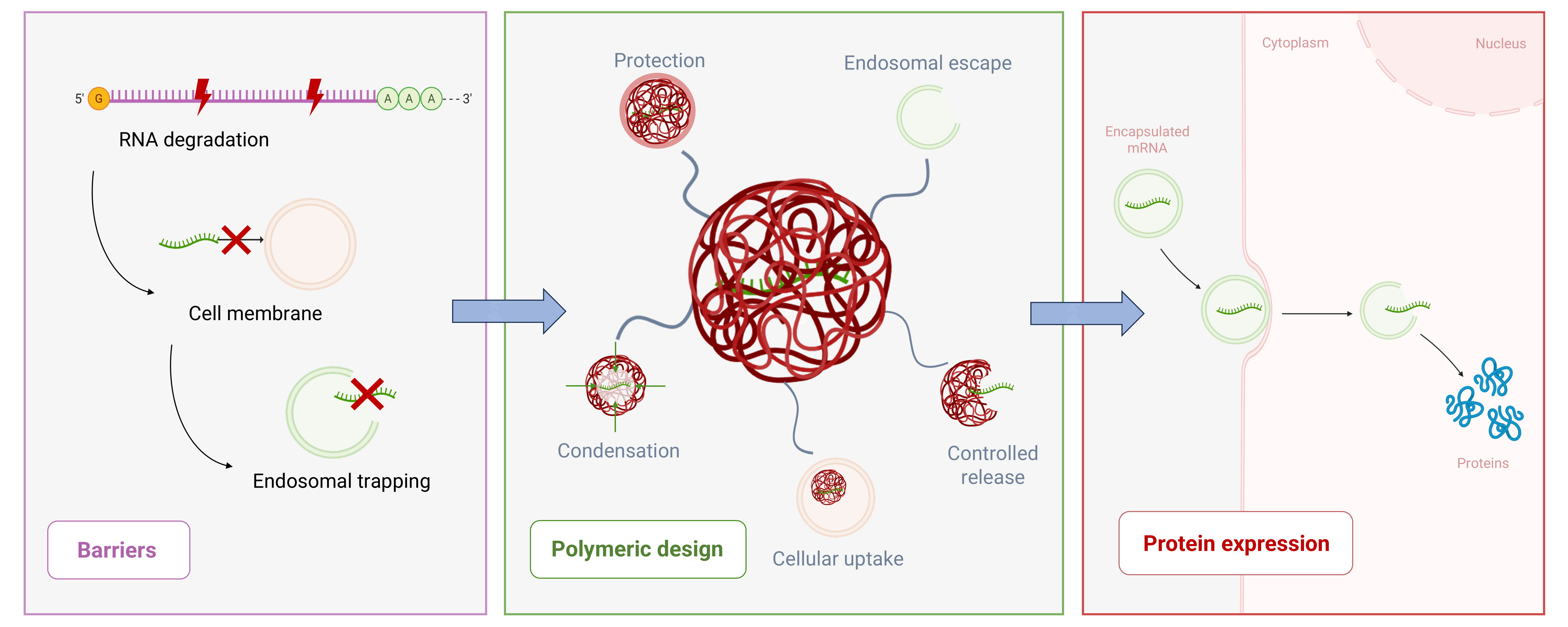 Polymeric Delivery System for mRNA Therapeutics: Design Principles and ...