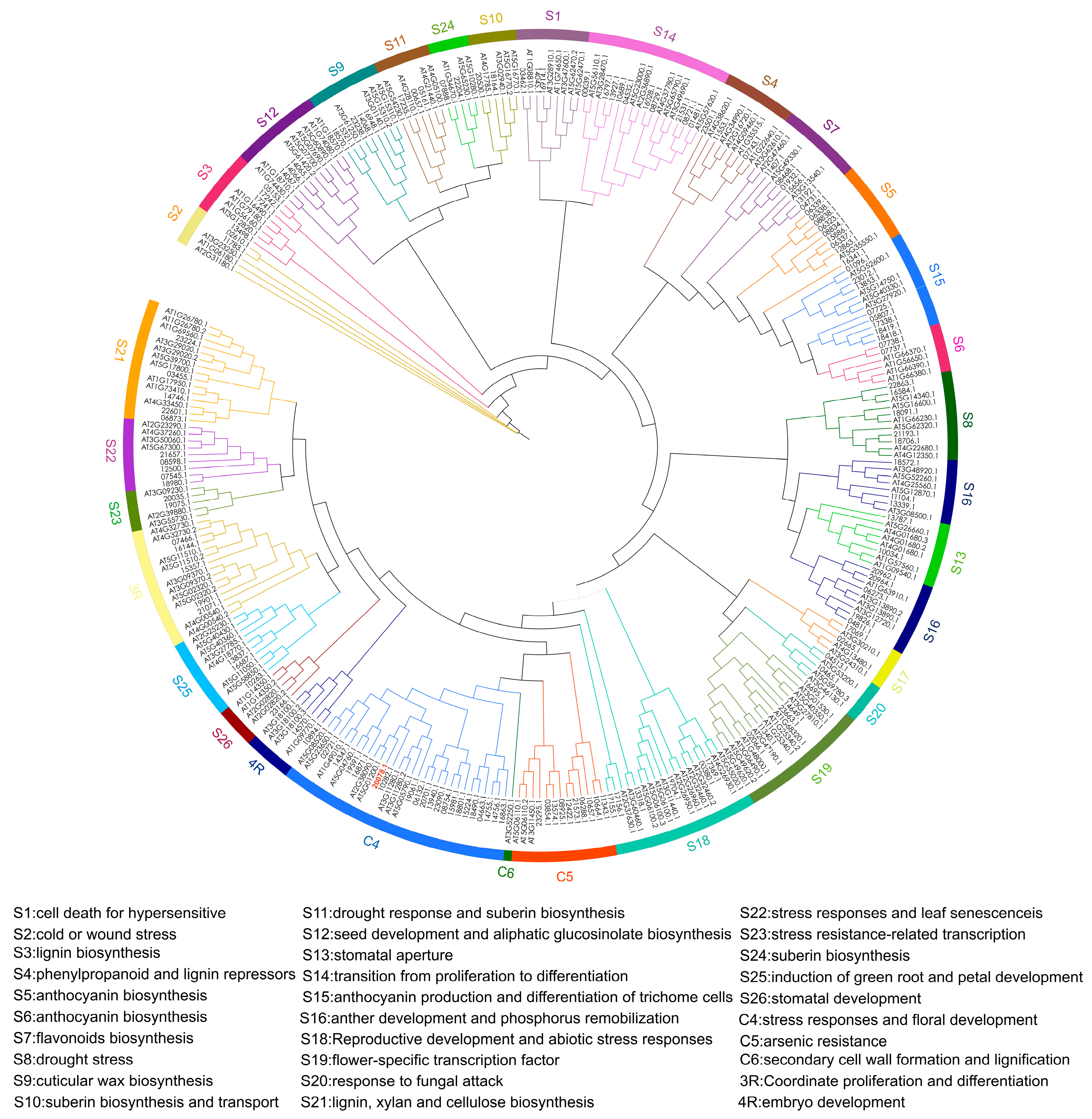 Genome-Wide Identification of the MYB Family in Morus atropurpurea and ...