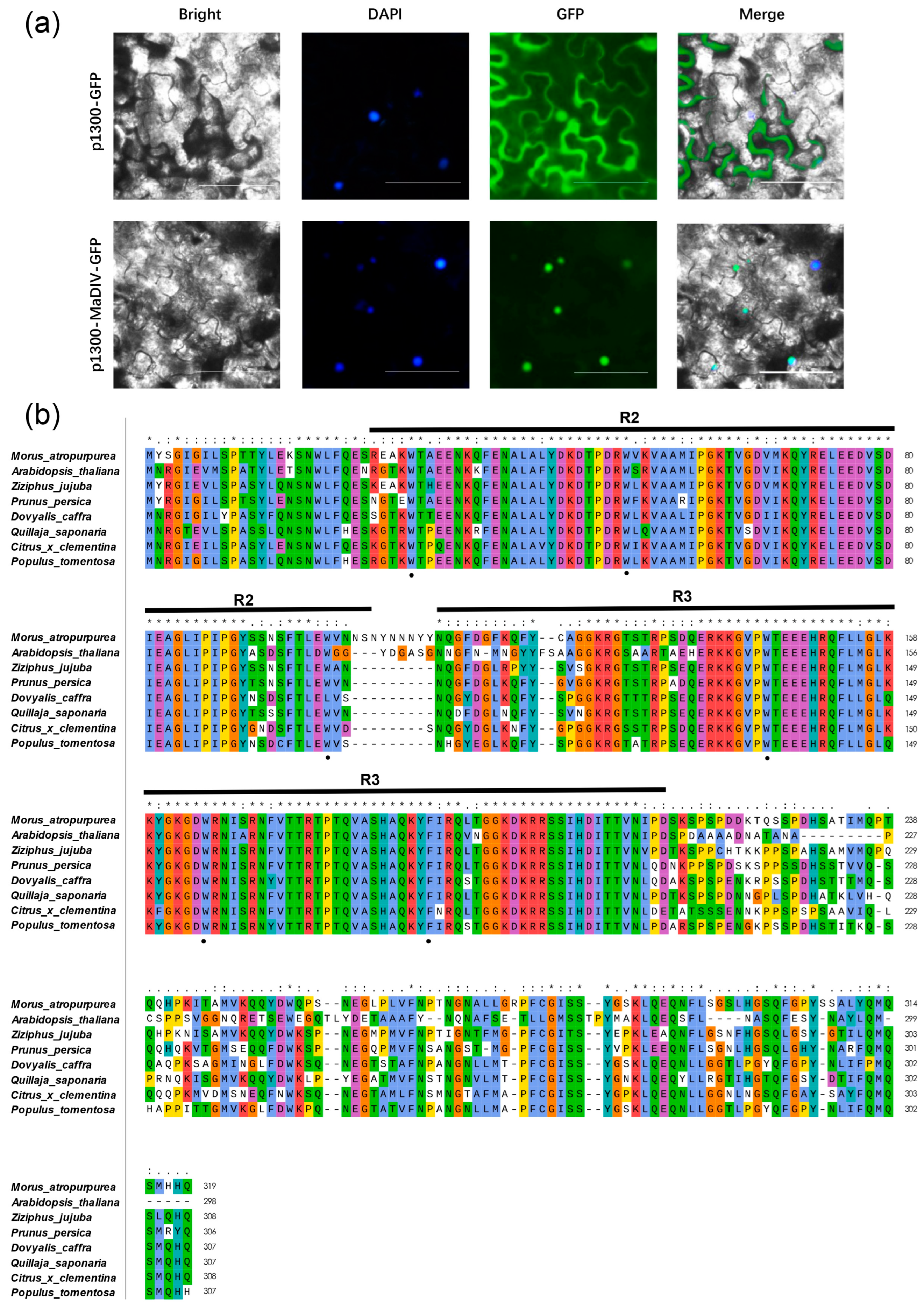 Genome-Wide Identification of the MYB Family in Morus atropurpurea and ...